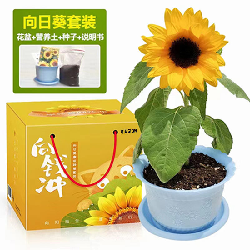 沁欣 DD23-1 向前冲向日葵趣味盆栽 计价单位:套
